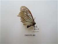 藏品(絹蛺蝶)的圖片